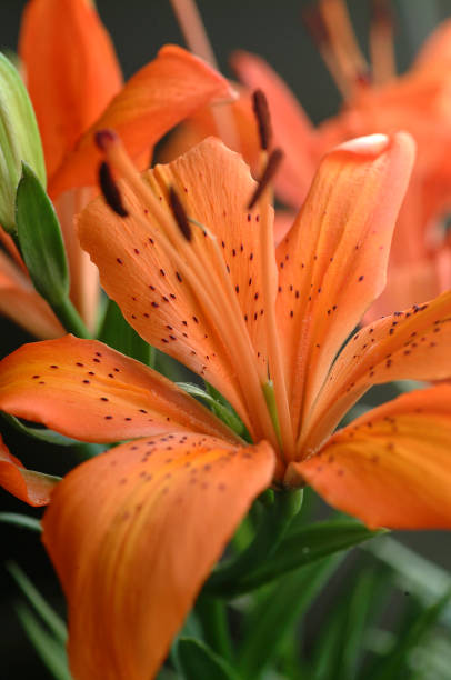 istock Beautiful orange lilies. 1277416960