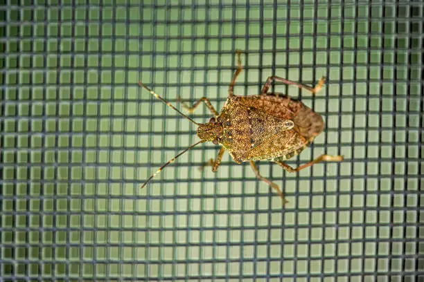 A close-up of a Stink Bug (Halyomorpha halys), if threaten or crushed they release a strong odor. The Stink Bug is an invasive insect from parts of Asia, that has made it into the Mid Atlantic area of the United States.