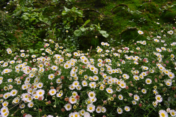 istock white daisies in the park garden 1277417138