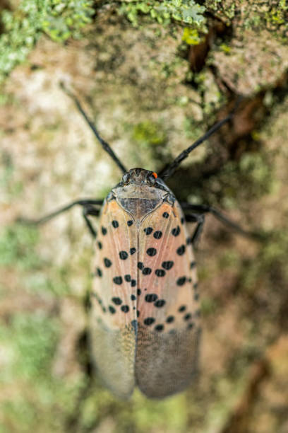 istock Close-up of a Spotted Lanternfly (Lycorma delicatula) crawling on a Maple tree trunk in Northeast Maryland 1277417231
