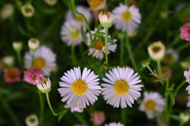 istock white daisies in the park garden 1277417325