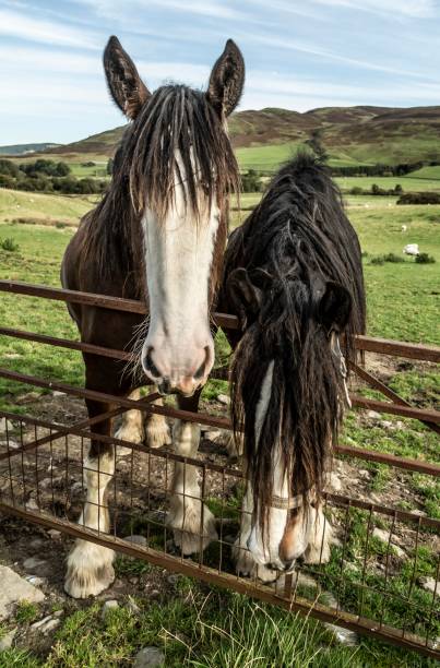 istock Clydesdale Horse Friends. 1277417534