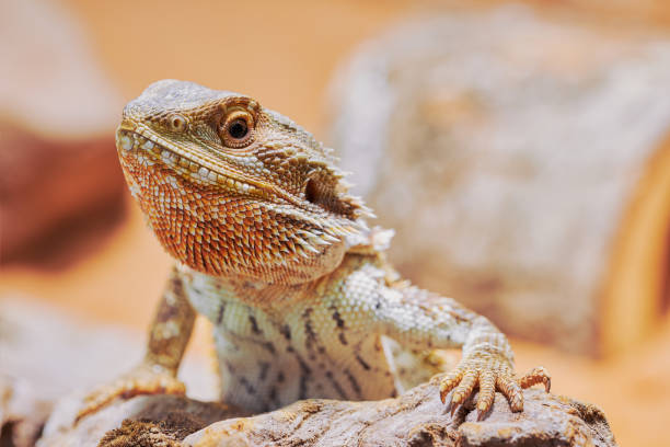 istock male bearded dragon close up 1277417549