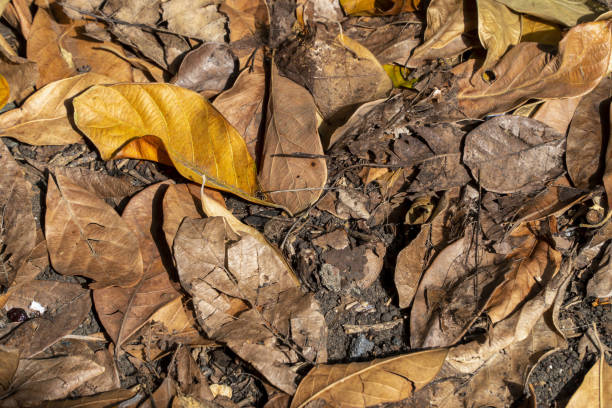 istock dry leaves on the ground 1277420319