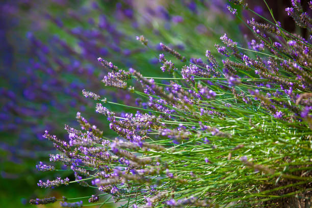 istock Lavender Flowers  Bush on Blurred Background 1277420363