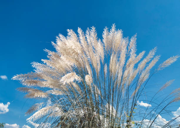 Kans grass / Saccharum spontaneum / kash phool in West Bengal