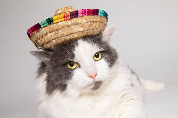 istock Cute Cat Wearing Sombrero 1277421871