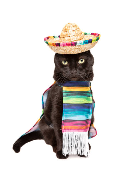 Black Cat in Sombrero and Poncho