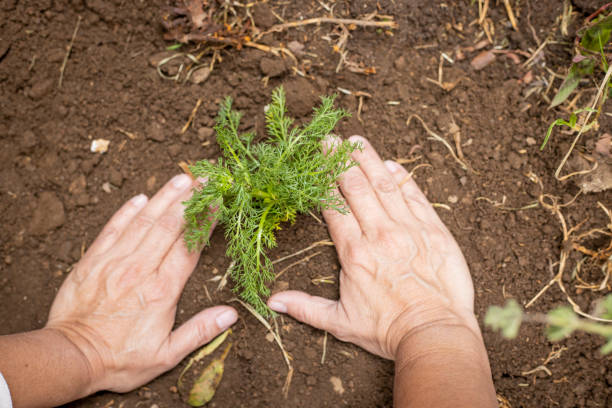 les mains de femme plantant la plante de camomille - travaillant dans le jardin à la maison - les mains de femme sur le sol autour d’une plante nouvellement plantée - agriculture et culture de légumes - chamomile plant photos et images de collection