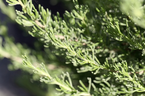 Hojas del ajenjo Artemisia caucasica photo