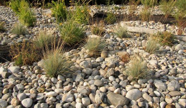 decorative grass blue fescue, tufts of grass. - fescue imagens e fotografias de stock