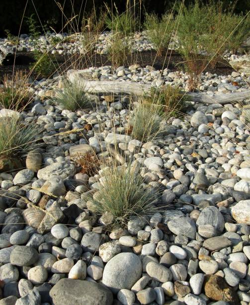 istock Decorative grass Blue Fescue, tufts of grass. 1277424227