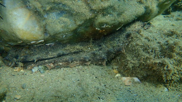 Sea cucumber cotton-spinner or tubular sea cucumber (Holothuria tubulosa) on bottom Sea cucumber cotton-spinner or tubular sea cucumber (Holothuria tubulosa) on bottom, Aegean Sea, Greece, Halkidiki holothuria stock pictures, royalty-free photos & images