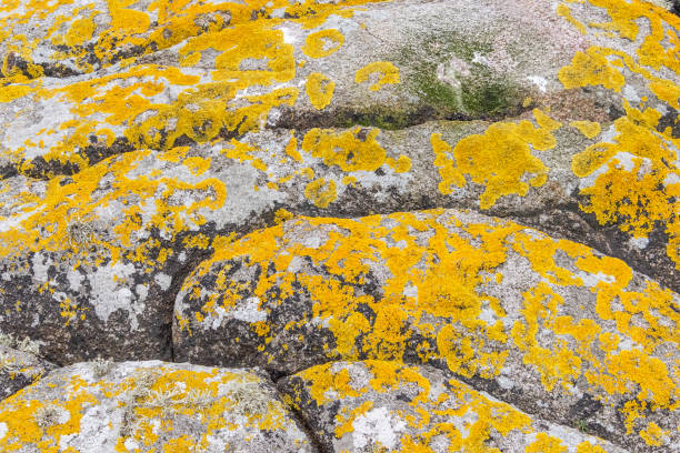 Stone overgrown with yellow moss, Stone mossy background, close up shot