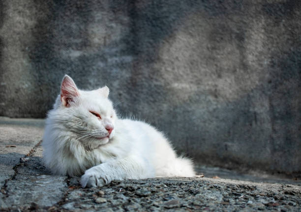 istock Big white street cat on a gray background basking in the sun 1277424572