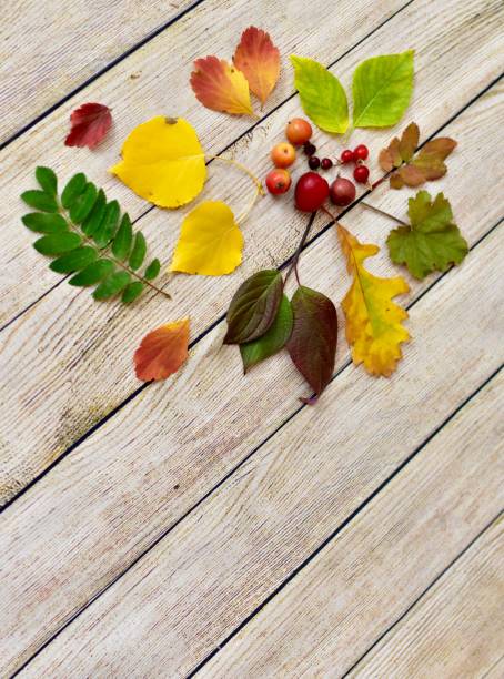 istock Fall colourful background with artistically arranged autumn leaves on wooden backdrop 1277424736