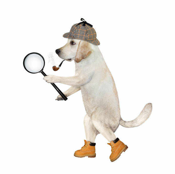 istock Dog detective holds magnifying glass 1277425544