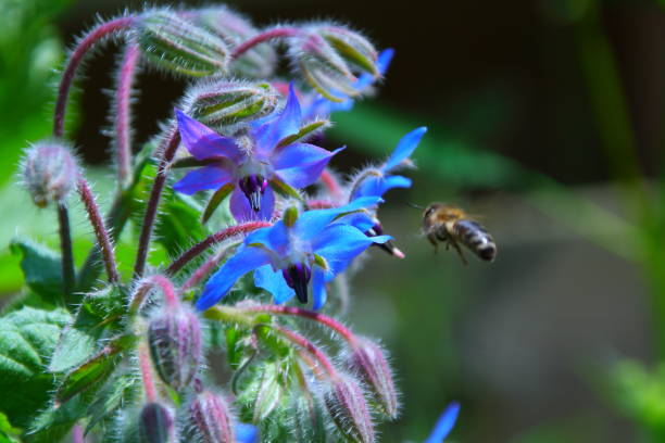 istock Bee Flying Towards Flower to Pollinate 1277425621