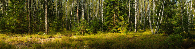 wide panoramic view of a beautiful mixed birch-spruce forest with grass in the foreground and lateral sunlight in warm September weather