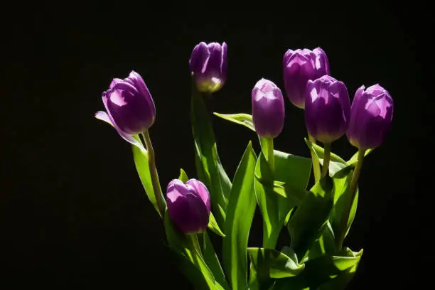 Bunch of purple tulips on dark background, flowers beautifully illuminated by the sunlight, still life