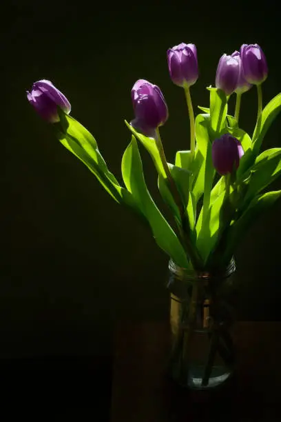 Bouquet of fresh purplish tulips in glass jar, flowers beautifully  illuminated by the sunlight, blurred dark background, still life, copy space