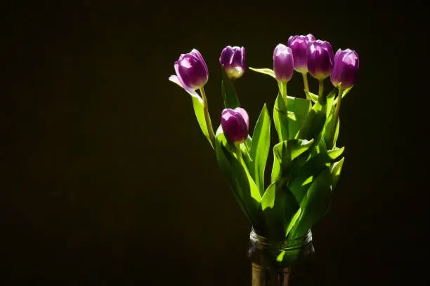 Bouquet of fresh purple tulips in glass jar, flowers beautifully  illuminated by the sunlight, blurred dark background, still life, copy space