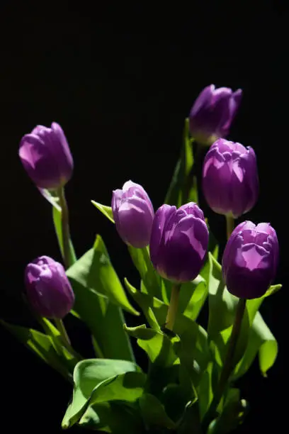 Bunch of purple tulips on dark background, flowers beautifully illuminated by the sunlight, still life, copy space