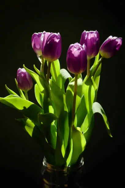 Bouquet of fresh purple tulips in glass jar, flowers beautifully  illuminated by the sunlight, blurred dark background, still life,