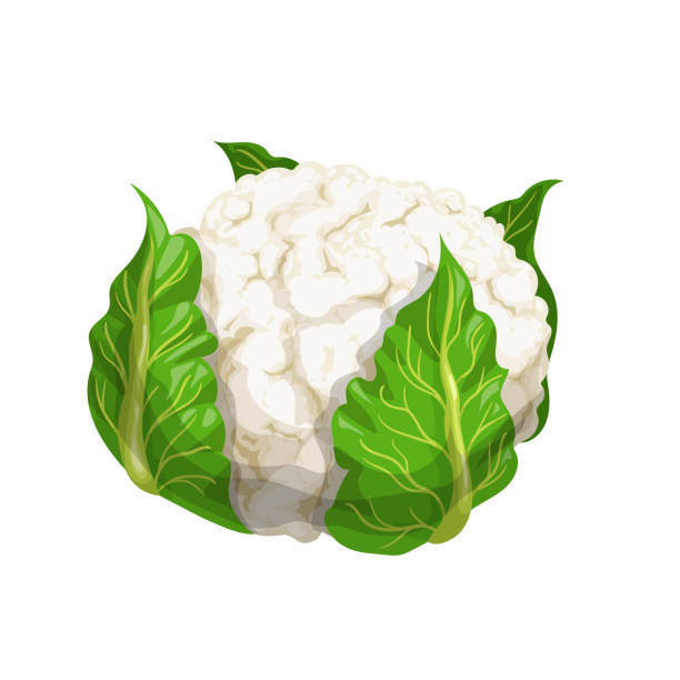 Cauliflower With Big Green Leaves In Cartoon Style Organic Vegetable Farm  Fresh Product Vector Illustration Isolated On White Background Stock  Illustration - Download Image Now - iStock