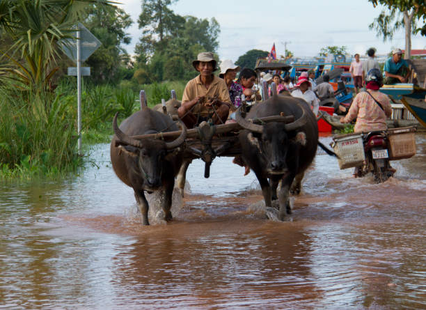 bufalo d'acqua traghettato turisti bloccati a barche - flood people asia cambodia foto e immagini stock