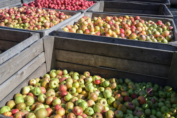 grandes caixas de madeira com diferentes tipos de maçãs orgânicas após a colheita em uma fábrica de cidra, foco selecionado - abundance apple red yellow - fotografias e filmes do acervo