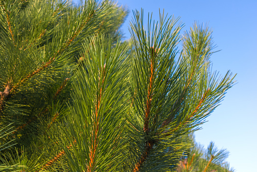 Pine branchs against the blue sky