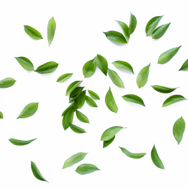 istock pattern texture with green leaves and branches isolated on white background. lay flat, top view 1277431458
