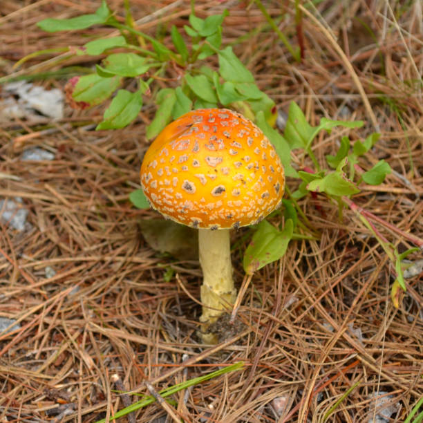 Close-up of a wild mushroom (Aminata) stock photo