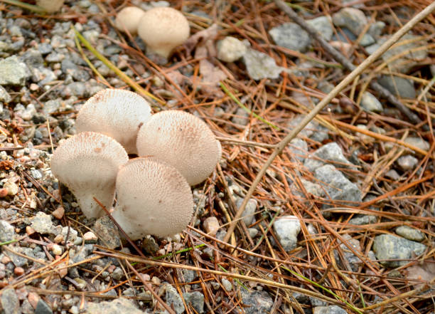 Close-up of wild mushrooms (Puffballs/Lycoperdon) stock photo