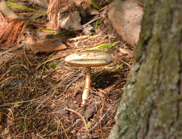 Close-up of a wild white mushroom in the forest stock photo