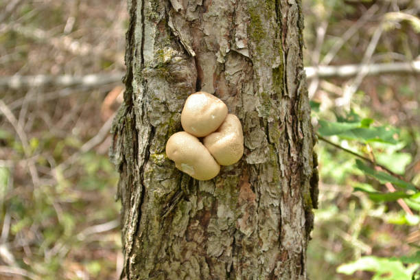 Close-up of wild mushrooms (Puffballs/Apioperdon pyriforme) stock photo