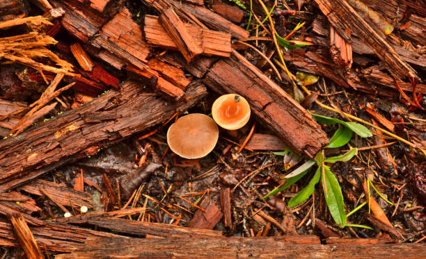 Top view of two wild mushrooms in the forest stock photo