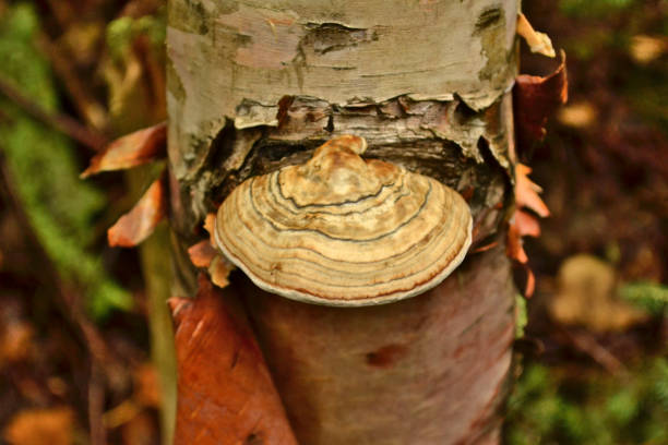 Close-up of a wild mushroom (Trametes betulina) stock photo