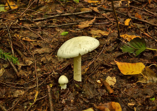 Close-up of two wild white mushrooms stock photo