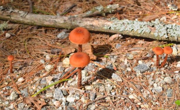 Close-up of wild mushrooms in the forest stock photo