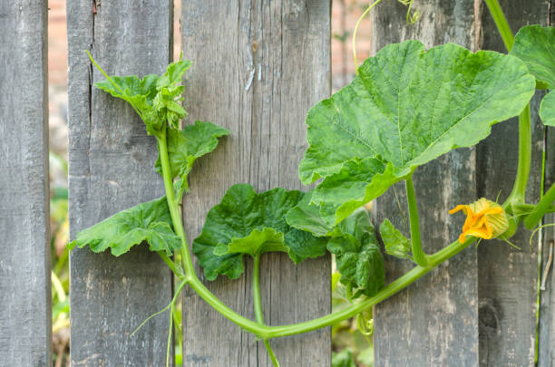 istock tree fence on which a green plant climbs 1277432735