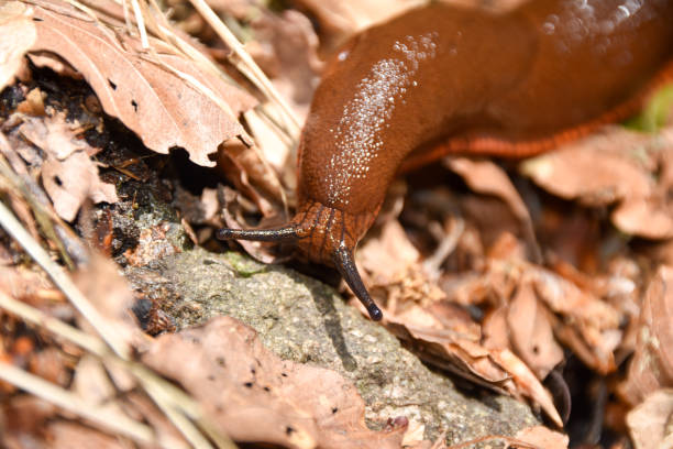 istock Invasive Spanish slug in garden. 1277433568