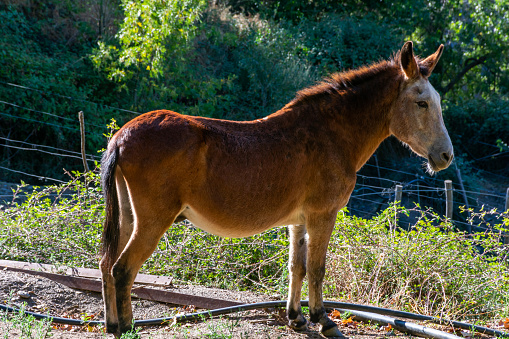 Mule, a mixture of donkey and mare, sterile animal highly appreciated in the countryside for its strength.