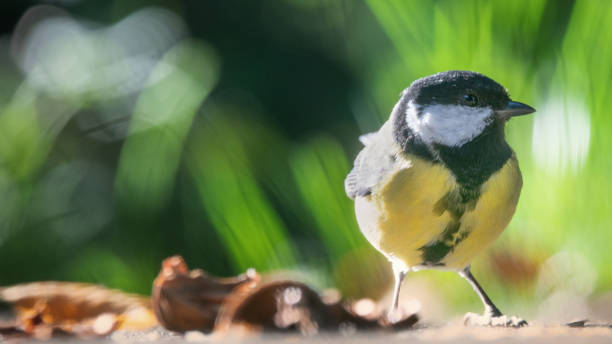 istock Tit stands on the road selective soft focus 1277434755