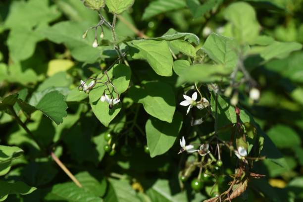 istock Solanum lyratum flowers and berries 1277435419