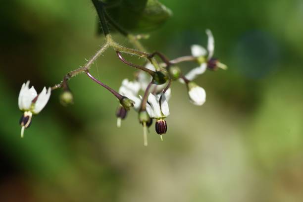 istock Solanum lyratum flowers and berries 1277435434