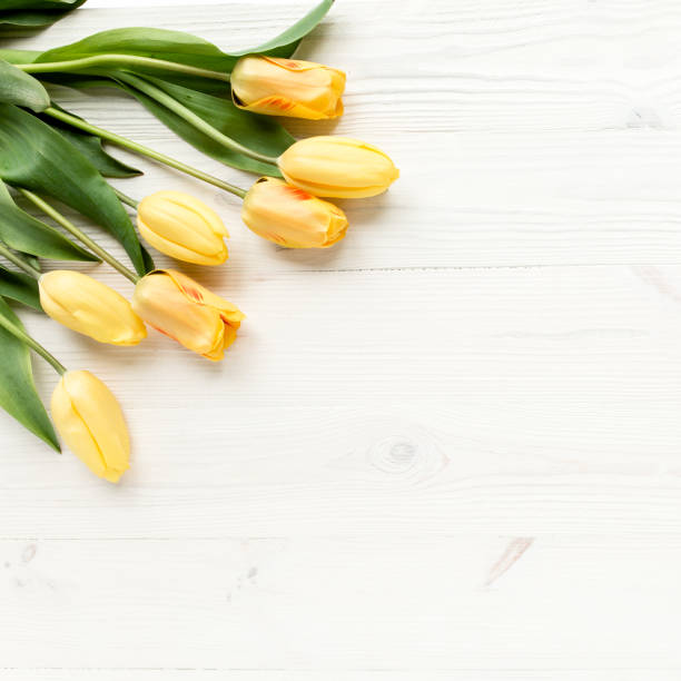 istock yellow tulips isolated on a white, wooden background. lay flat, top view 1277437090