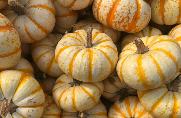 istock pile o little pumpkins 1277437141