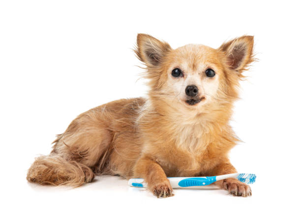 istock Chihuahua with a  blue toothbrush 1277437421
